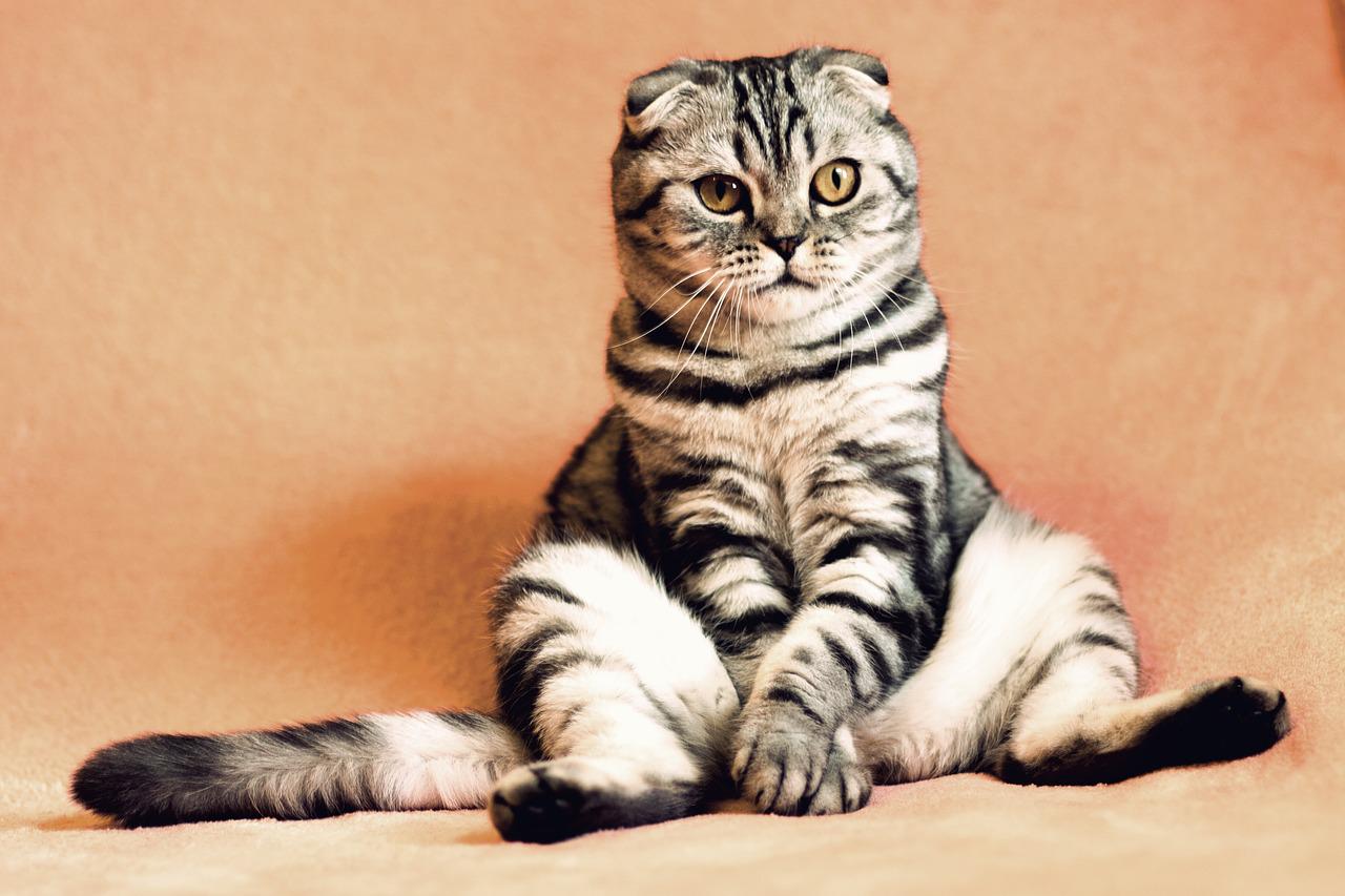 Koty a łazienka: Jak nauczyć kota korzystać z kuwety