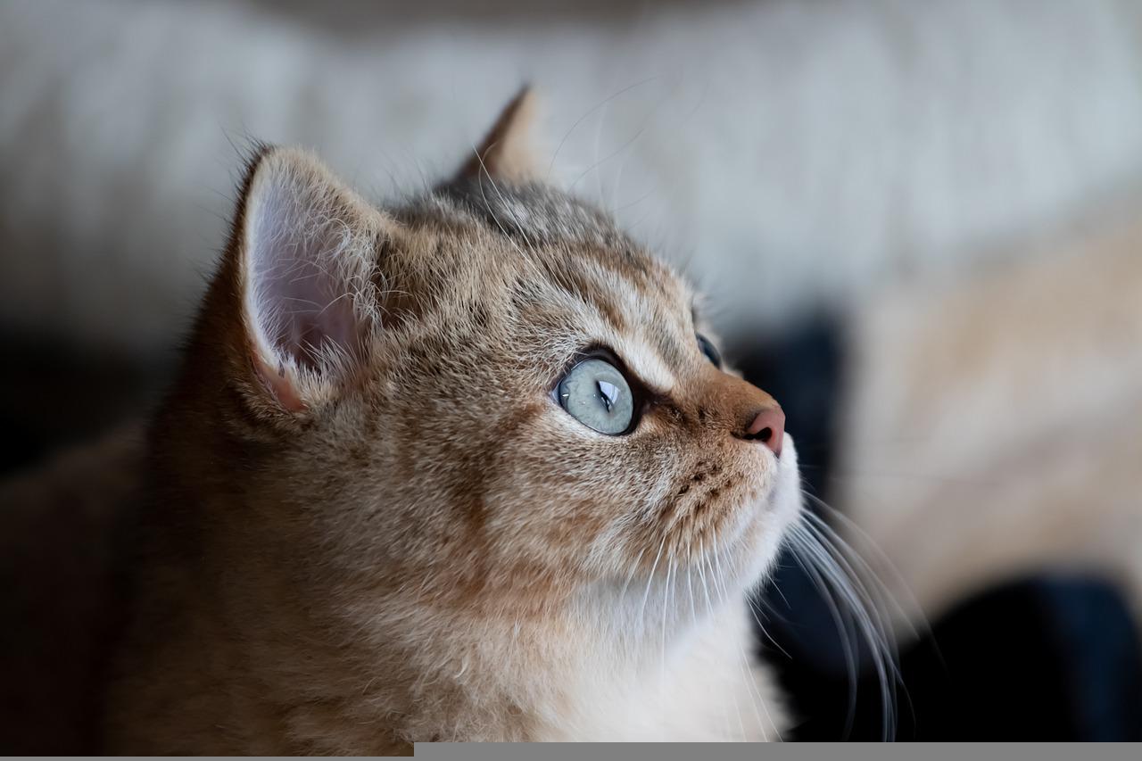Koty egipskie Mau – Koty o historycznym pochodzeniu i zielonych oczach
