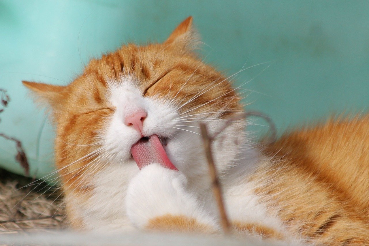 Koty a zdrowe odżywianie: Co powinno znaleźć się w diecie kota
