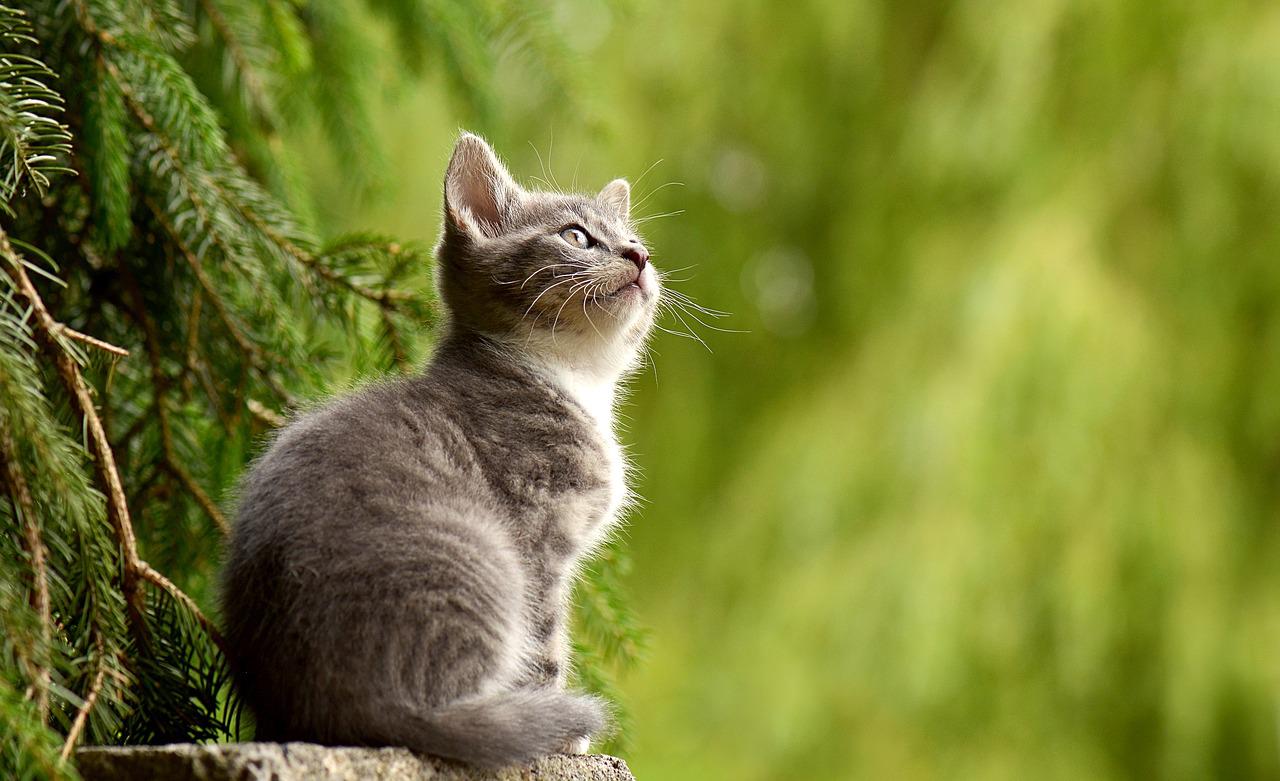 Koty a zmiany w rodzinie: Jak pomóc kotu przystosować się do nowych członków rodziny
