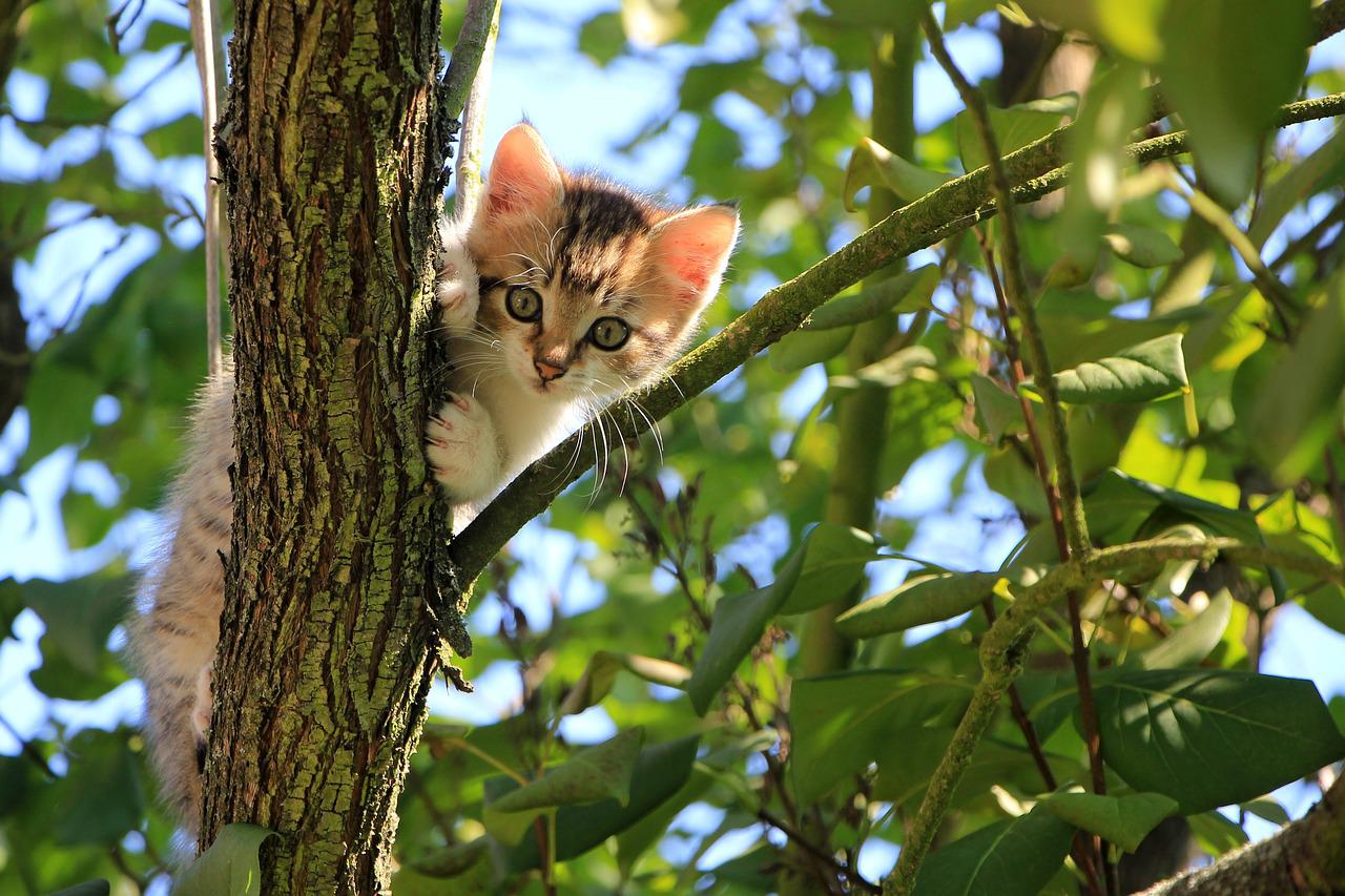 Koty ragdoll – Koty o spokojnym charakterze i miękkim futrze