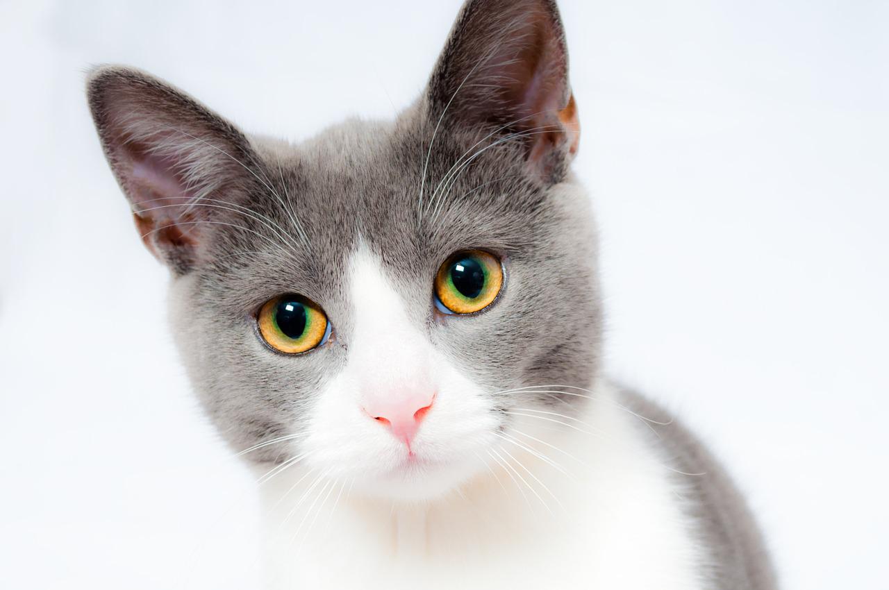 Koty a alergie: Jak minimalizować objawy alergii u osób w kontakcie z kotem