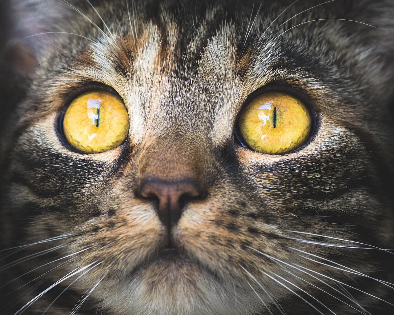 Koty Ashera: Egzotyczne i luksusowe rasy