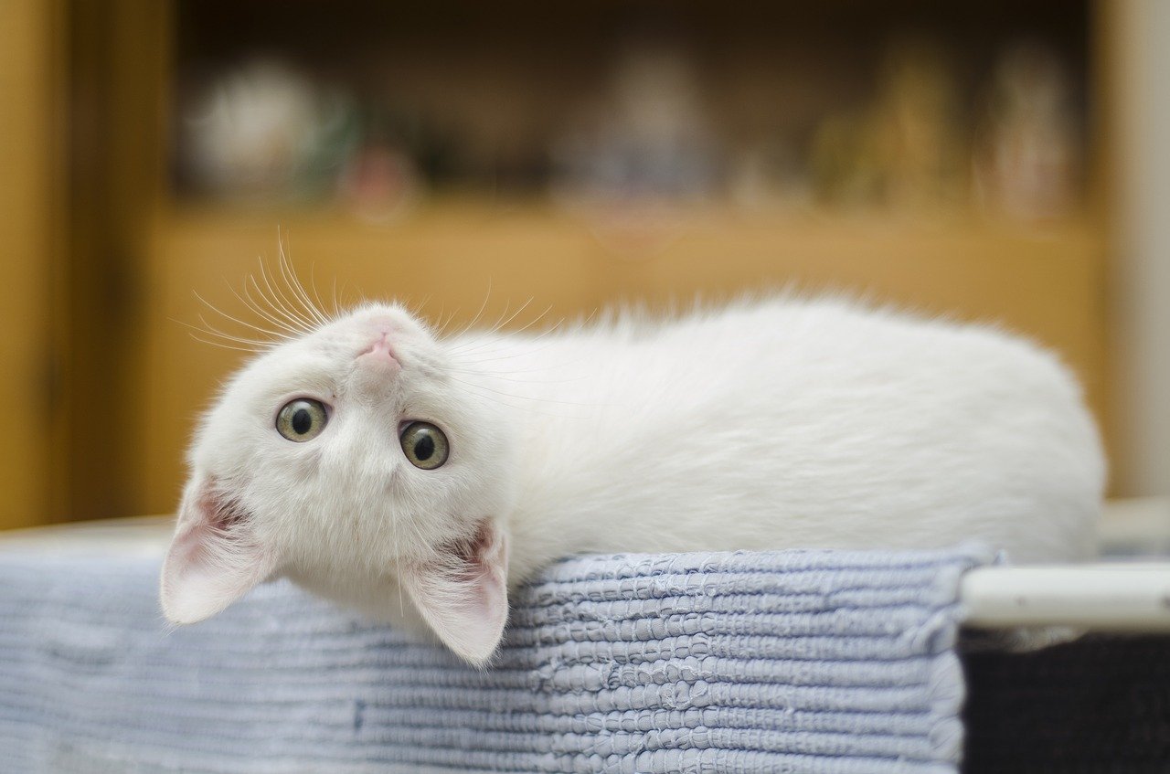 Koty a gryzonie: Jak kontrolować kocie instynkty łowieckie