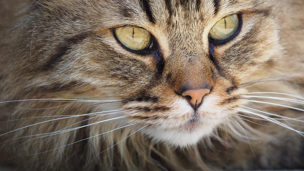 Koty a nadpobudliwość: Jak pomóc kotu w radzeniu sobie z nadmiarem energii
