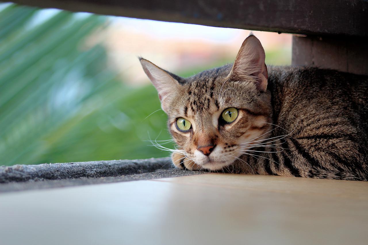 Koty a długowieczność: Jak dbać o zdrowie kota na długość życia