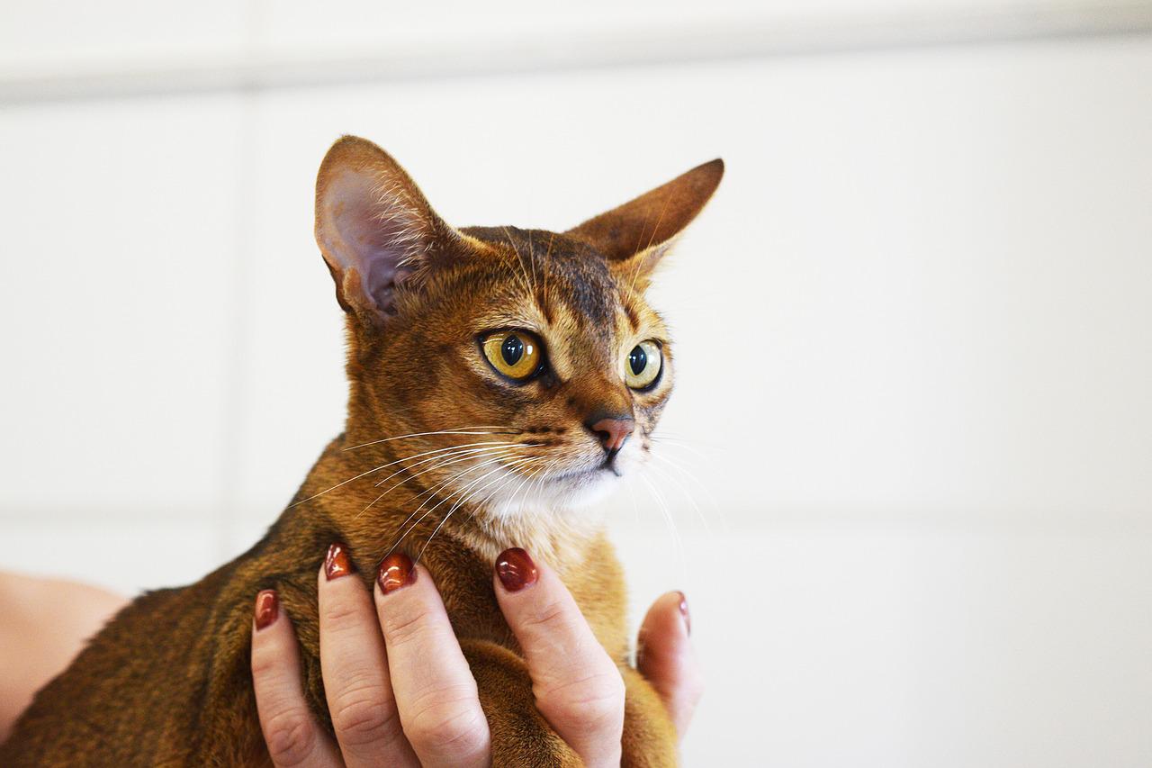 California Spangled – Kot o plamistym umaszczeniu i atletycznej sylwetce