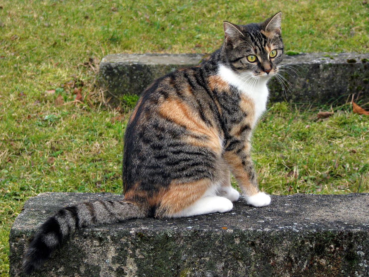Szkocki Zwijany – Kot z złożonymi uszami i puszystym futrem