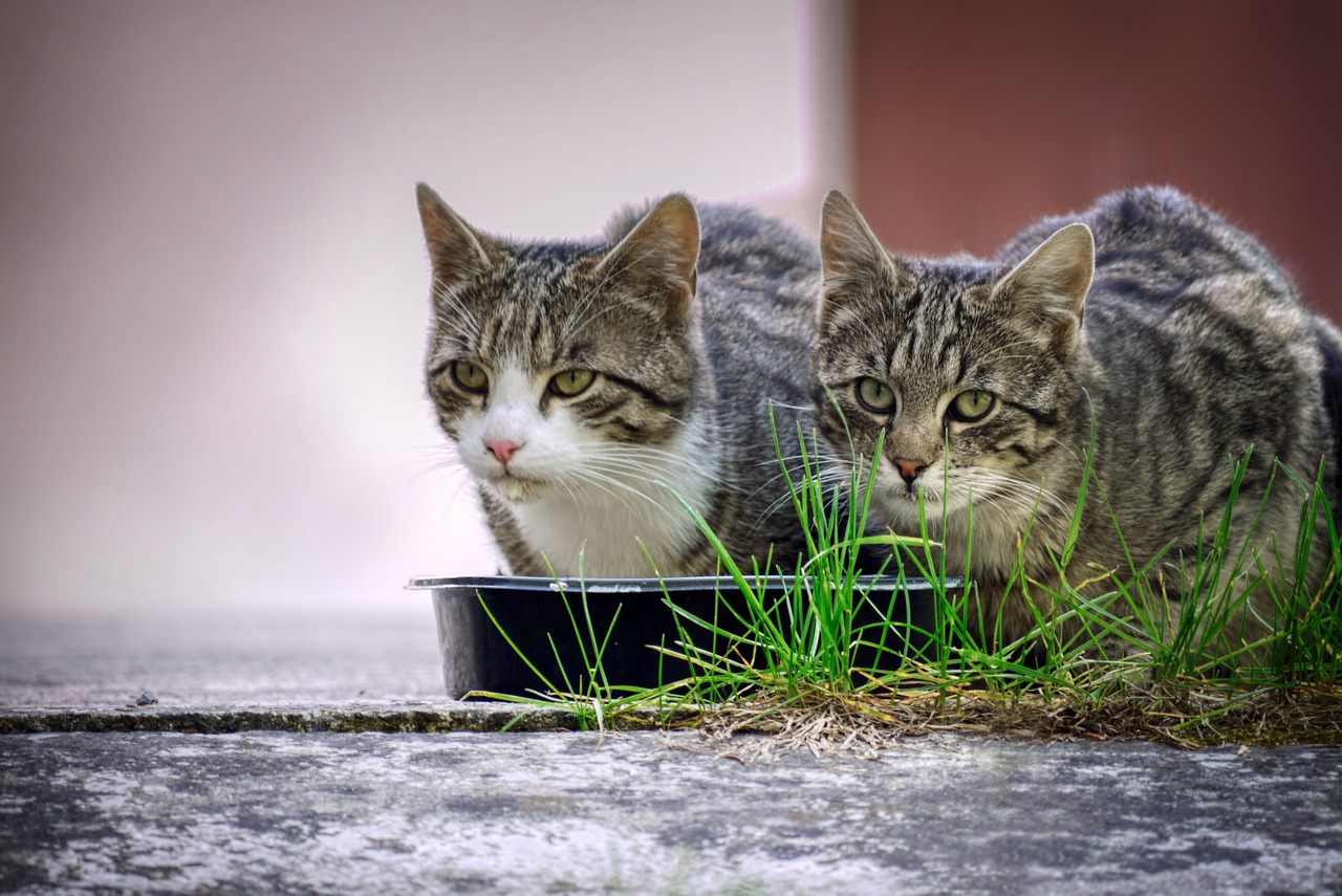 12 najważniejszych faktów na temat mokrej karmy dla kotów
