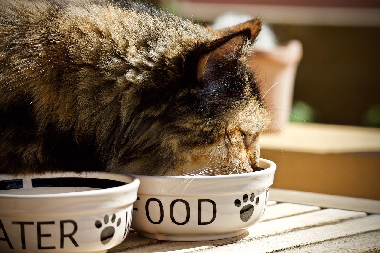 Maine Coon – Największa rasa kota domowego