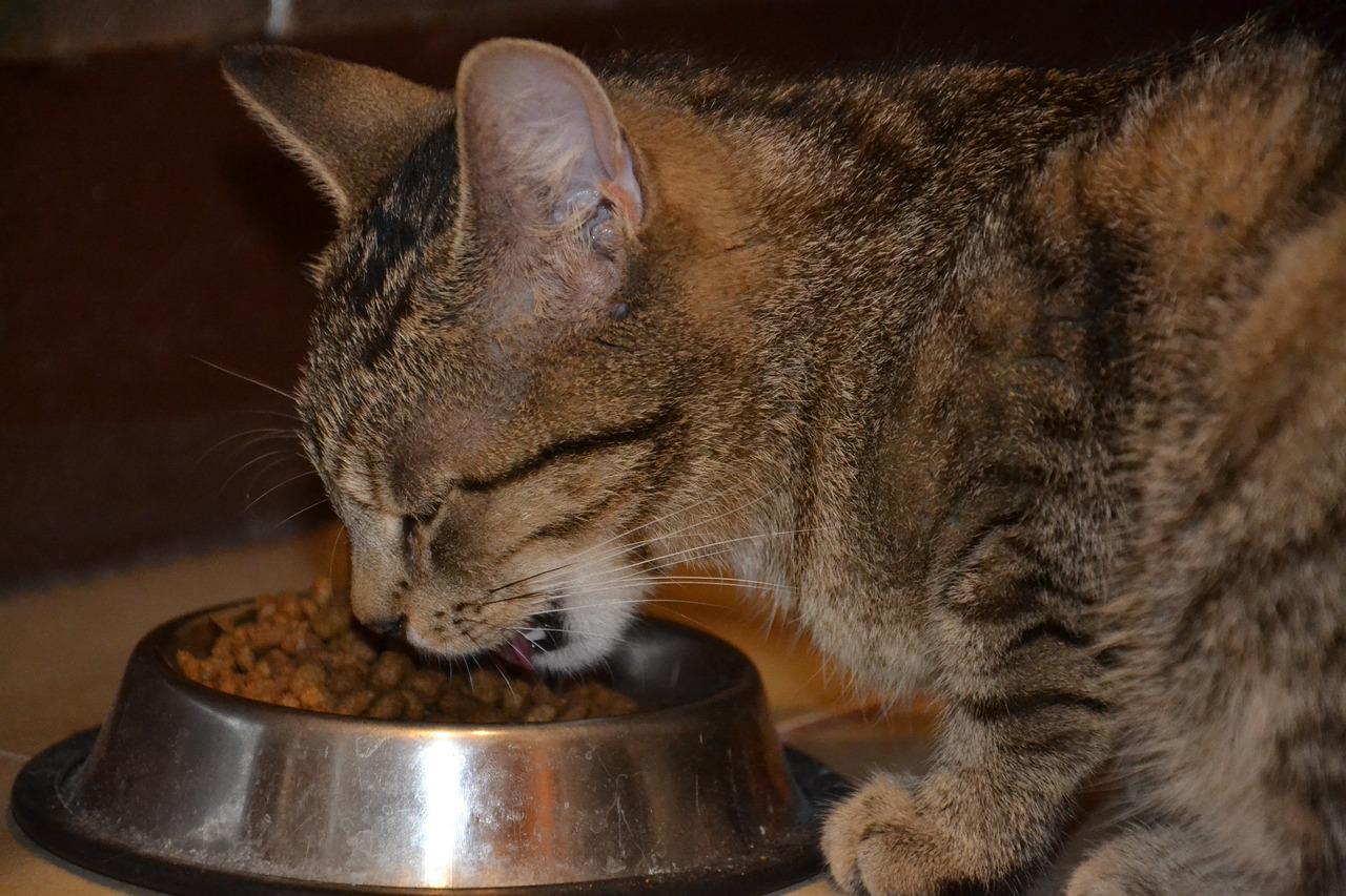 Koty himalajskie – Koty o długiej sierści i wyjątkowym wyglądzie
