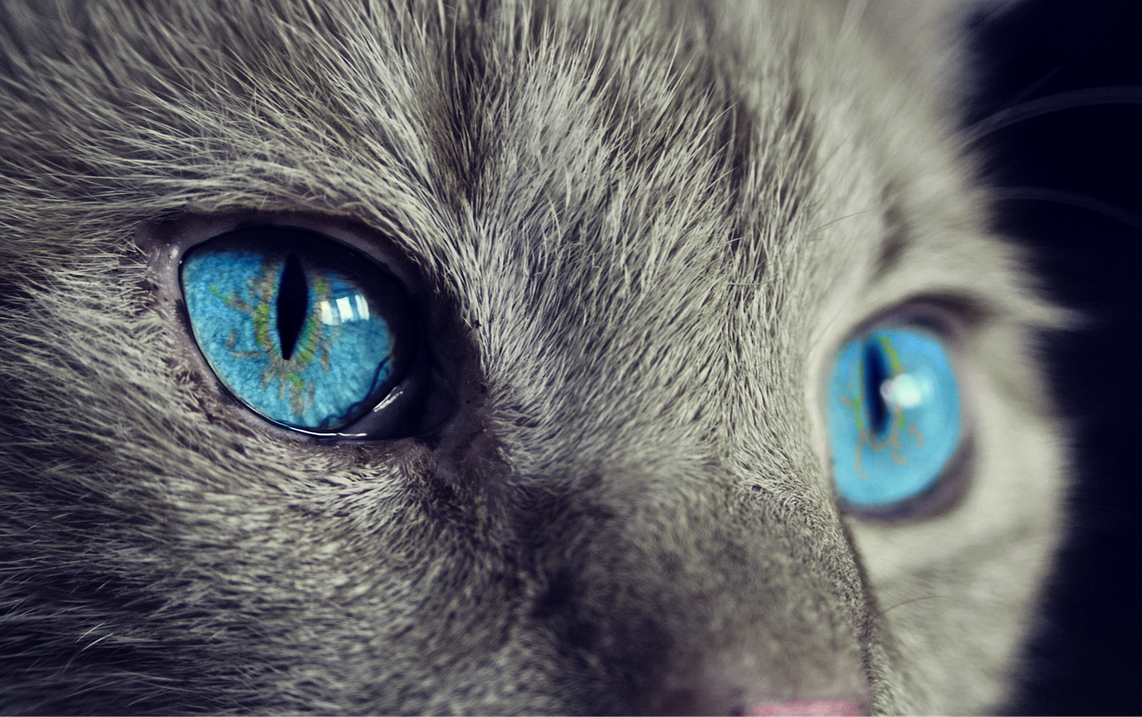 Rasy kotów z niebieskimi oczami – Jak często występują?
