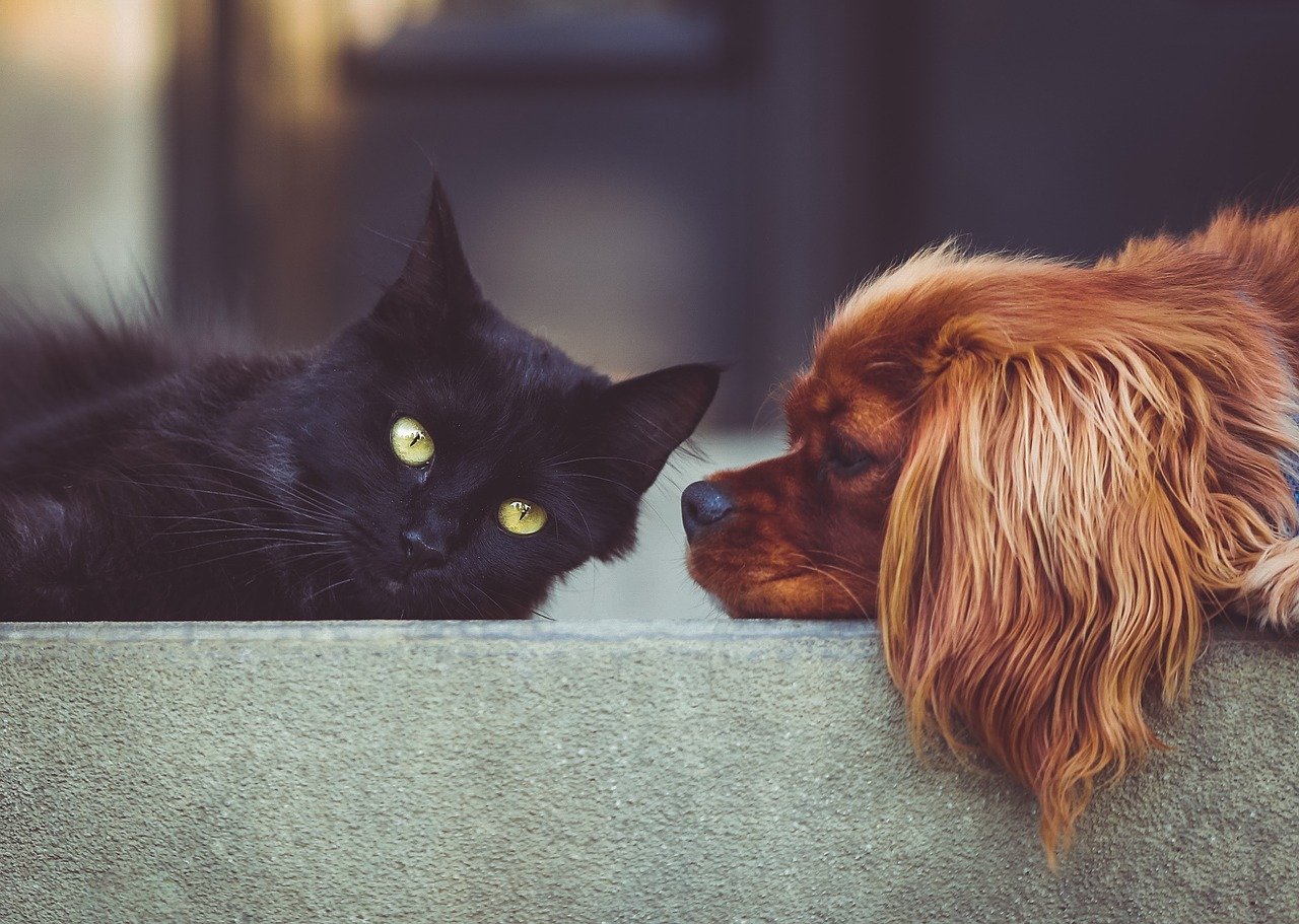 Koty a urazy i urazy: Jak zapewnić bezpieczeństwo kota w domu