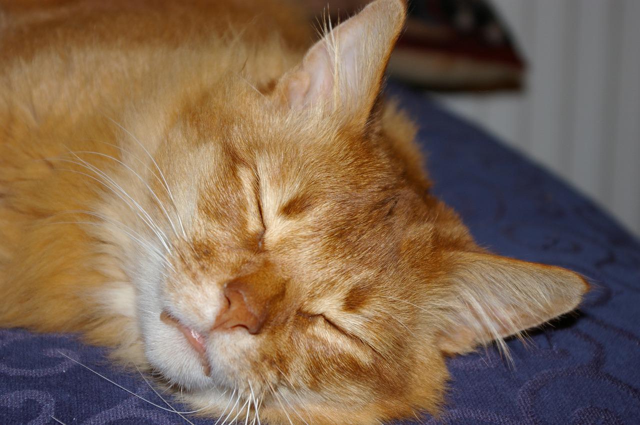 Kocie sny: Czy koty naprawdę śnią?