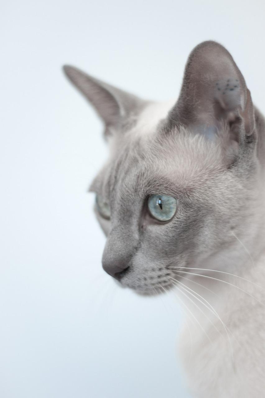 Top 9 cech charakterystycznych kota tonkijskiego