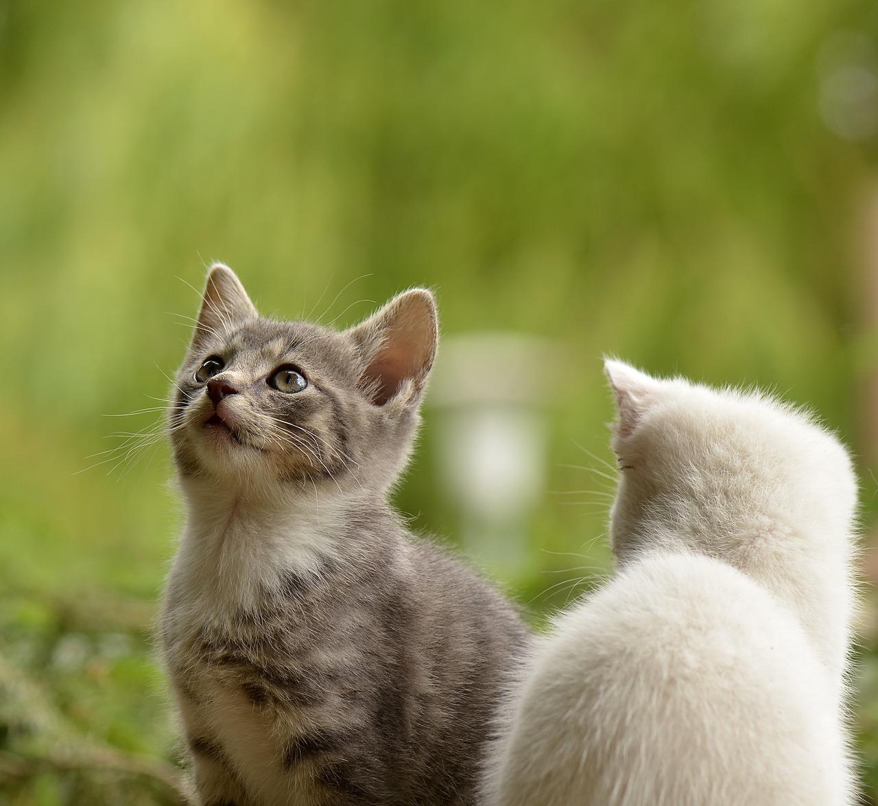 Koty a alergia: Jak minimalizować ryzyko alergii u osób wrażliwych