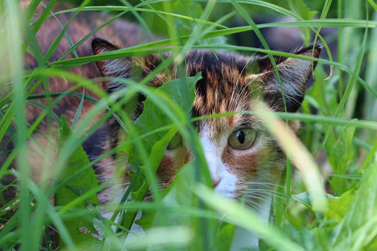 American Bobtail – Kot o krótkim ogonie i przyjaznym usposobieniu