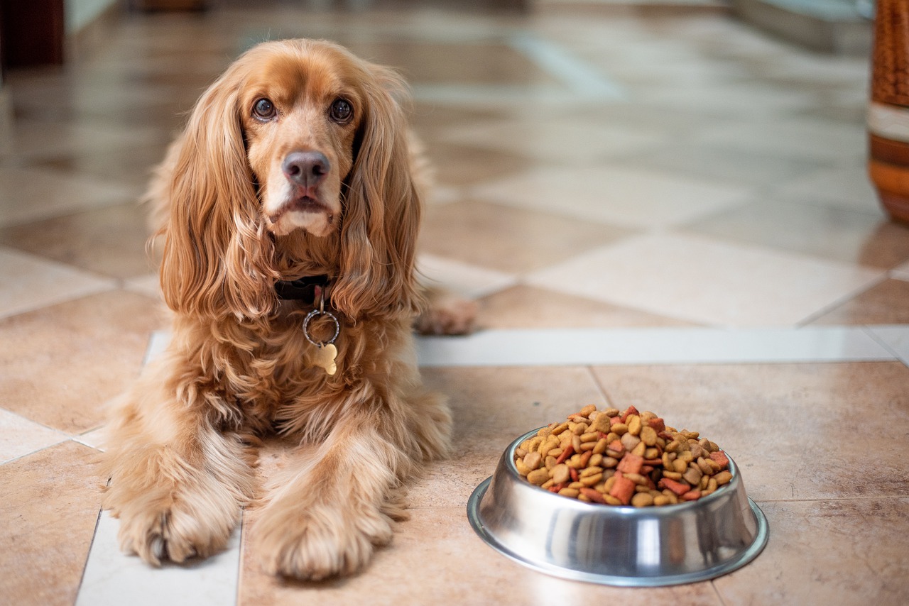 Dlaczego dobre jedzenie dla psów jest ważne dla Twojego psa