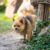 Bulterier amerykański – Silny i energiczny pies o serdecznym usposobieniu