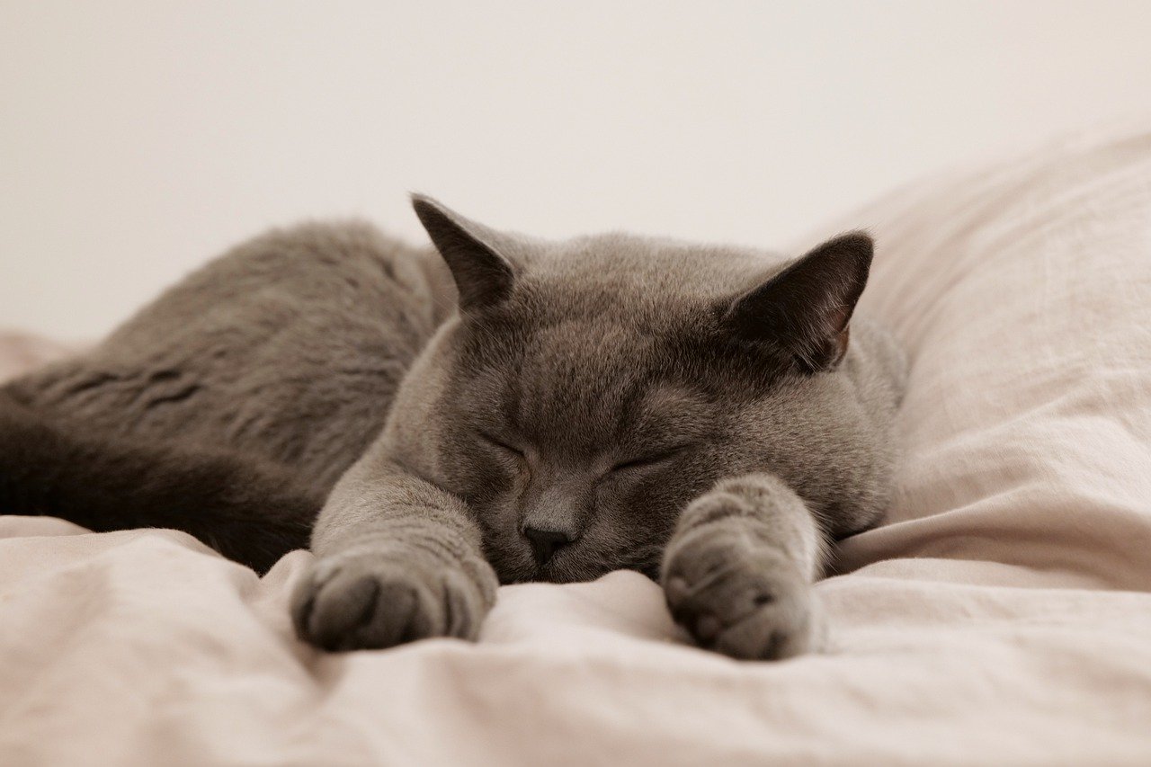 Tajemnica Długich Drzemek Kotów: Dlaczego Koty Tak Długo Śpią?